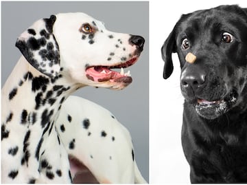 Las 20 razas de perros más tiernas y bellas del mundo, según la ciencia