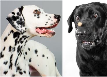 Las 20 razas de perros más tiernas y bellas del mundo, según la ciencia