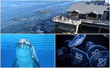 Monterey Bay Aquarium, la atracción marina imperdible de California