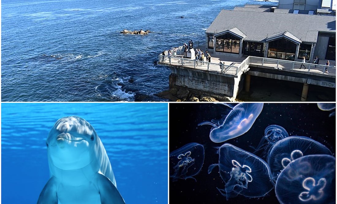 Wikimedia Commons / Pixabay