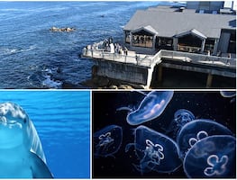 Monterey Bay Aquarium, la atracción marina imperdible de California