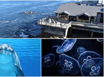 Monterey Bay Aquarium, la atracción marina imperdible de California