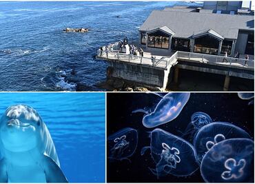 Monterey Bay Aquarium, la atracción marina imperdible de California