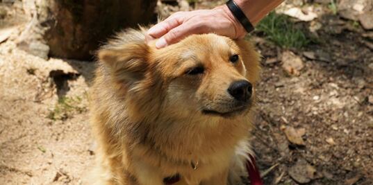 Cervecería de EU lanza campaña para impulsar la adopción de perros