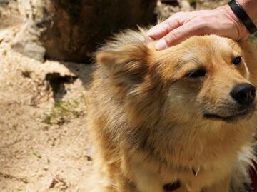 Cervecería de EU lanza campaña para impulsar la adopción de perros