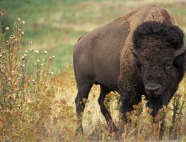 Bisonte embiste a policía en autopista estatal de Kansas