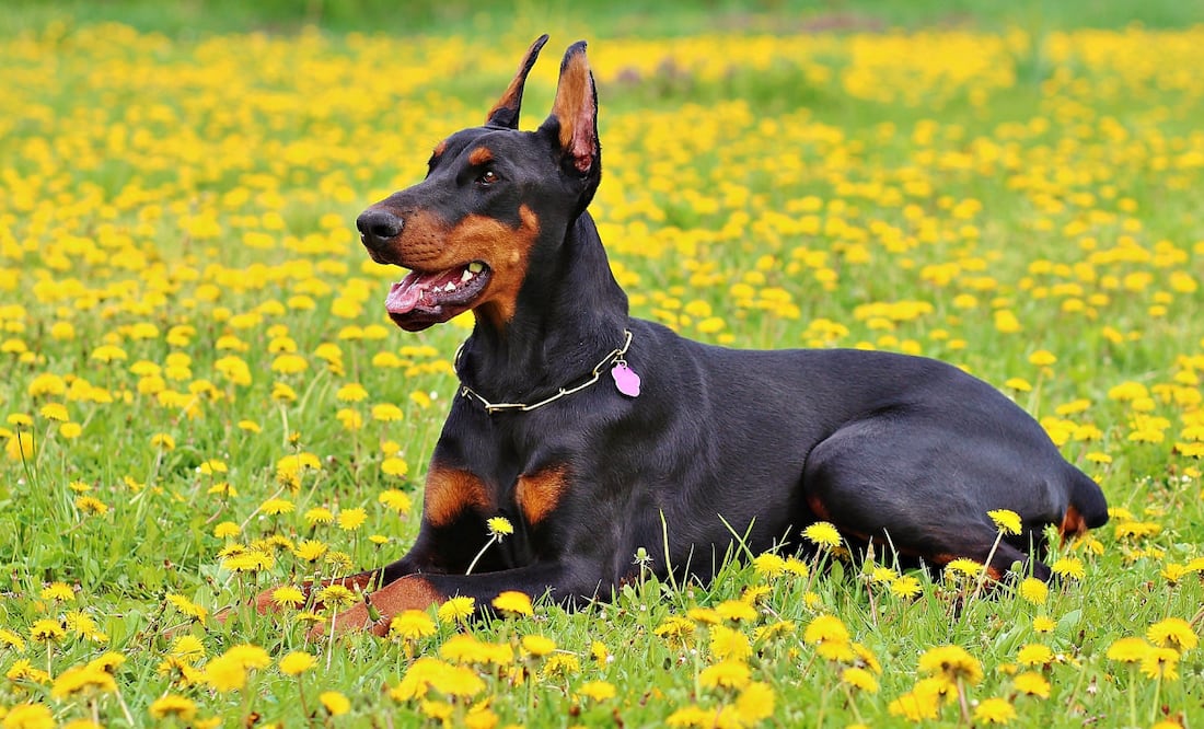 Día Mundial del Perro. Estas son las mejores razas de perros guardianes. Foto: Canva
