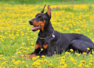 Top 10 razas de perros guardianes para proteger a tu familia, según expertos