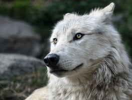 Rescatan a 14 perros encerrados en una casa; arrestan a pareja por abuso animal