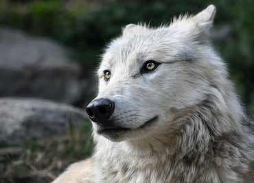 Rescatan a 14 perros encerrados en una casa; arrestan a pareja por abuso animal