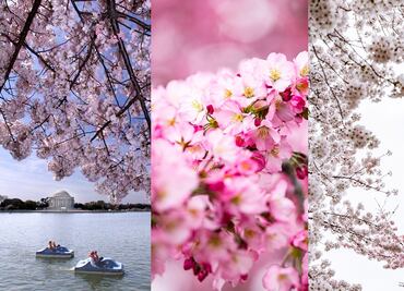 Fechas del Festival de los Cerezos 2020 en Washington D.C.