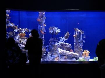 Crean en California uno de los hábitats más grandes para el "dragón de mar"