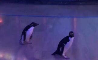 Pingüinos pasean por zoológico de Chicago vacío por coronavirus