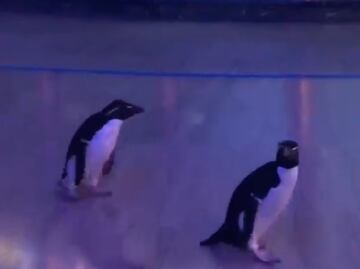 Pingüinos pasean por zoológico de Chicago vacío por coronavirus