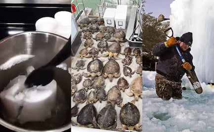 Falta de agua y animales congelados; las dramáticas imágenes de Texas