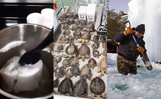 Falta de agua y animales congelados; las dramáticas imágenes de Texas