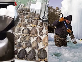 Falta de agua y animales congelados; las dramáticas imágenes de Texas