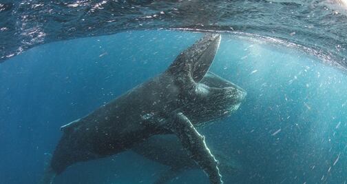 Netflix lanza 'Our Planet', un llamado a la preservación del planeta
