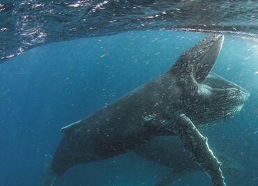 Netflix lanza 'Our Planet', un llamado a la preservación del planeta