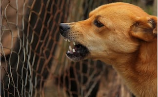 Policía mata a tiros a perro que lo mordió y al furioso dueño