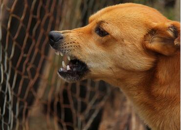 Policía mata a tiros a perro que lo mordió y al furioso dueño