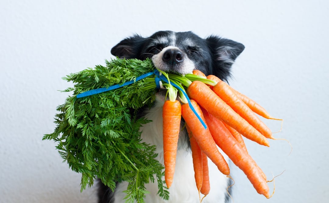 Las verduras que pueden comer los perros. Foto: iStock-Veronika Dvořáková