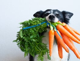 No le des golosinas; experto dice que las verduras son el mejor premio para tu perro