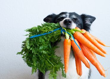 No le des golosinas; experto dice que las verduras son el mejor premio para tu perro
