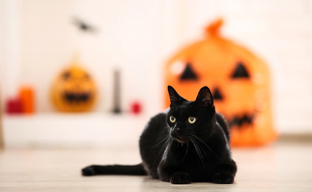 Origen de las superticiones del gato negro. Foto: iStock-5second