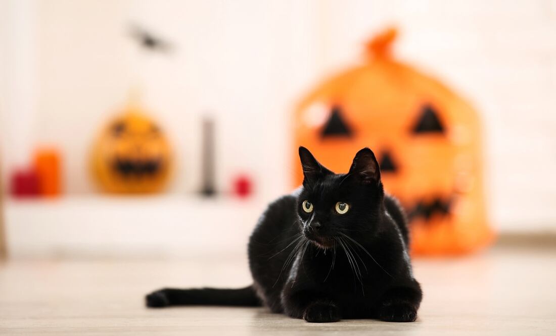 Origen de las superticiones del gato negro. Foto:  iStock-5second