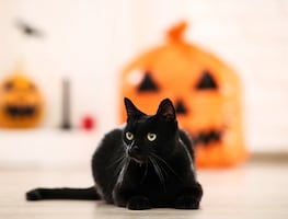 Día del Gato Negro. ¿Cuál es el origen de la mala reputación de estos felinos y su relación con Halloween?