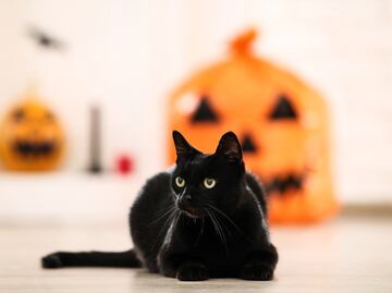 Día del Gato Negro. ¿Cuál es el origen de la mala reputación de estos felinos y su relación con Halloween?