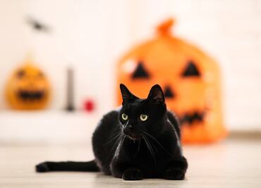 Día del Gato Negro. ¿Cuál es el origen de la mala reputación de estos felinos y su relación con Halloween?