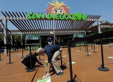 Simios de San Diego, primeros animales en recibir vacuna anticovid