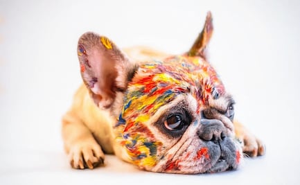 ¿Podría el bulldog francés convertirse en el perro favorito de Estados Unidos?