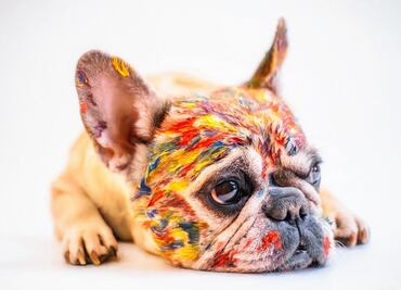 ¿Podría el bulldog francés convertirse en el perro favorito de Estados Unidos?