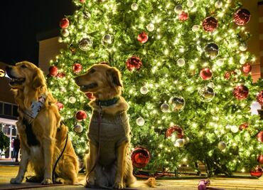 Los árboles de Navidad de las celebridades este 2020