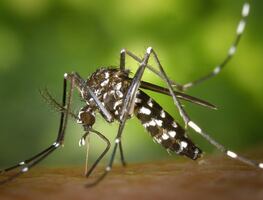 Florida en alerta ante mosquito que puede transmitir virus de la encefalitis