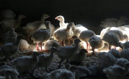 Aumenta temor por brote de gripe aviar en granjas de Estados Unidos