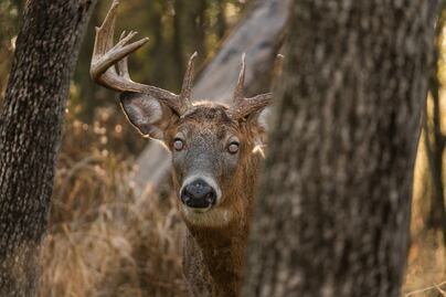Señalan muerte de cazadores por posible ‘enfermedad del ciervo zombi'; serían los primeros casos en humanos  