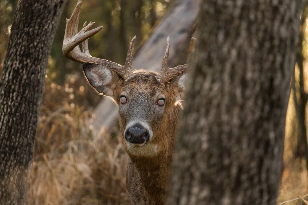 Señalan muerte de cazadores por posible ‘enfermedad del ciervo zombi'; serían los primeros casos en humanos. Foto iStock