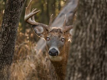 Señalan muerte de cazadores por posible ‘enfermedad del ciervo zombi'; serían los primeros casos en humanos