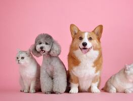 Tips de viaje. ¿Cómo viajar con mascotas a Estados Unidos desde el extranjero?