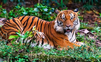 ¡No sacrificarán a Altai! El tigre que mató a un hombre y desató peticiones para sacrificarlo. VIDEO