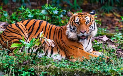 ¡No sacrificarán a Altai! El tigre que mató a un hombre y desató peticiones para sacrificarlo. VIDEO