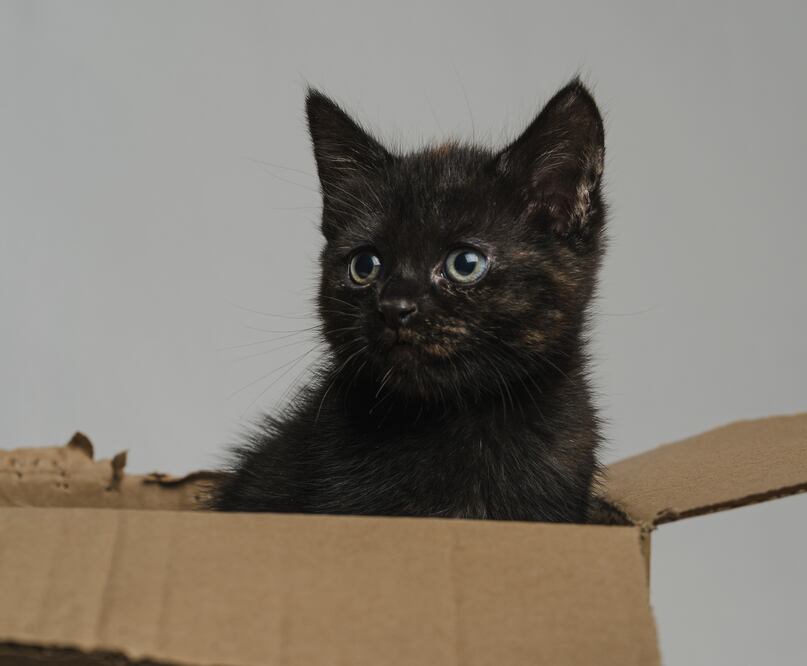 Gato viaja por error más de 800 kilómetros a instalaciones de Amazon en paquete devuelto. Foto iStock / Greg Sheard