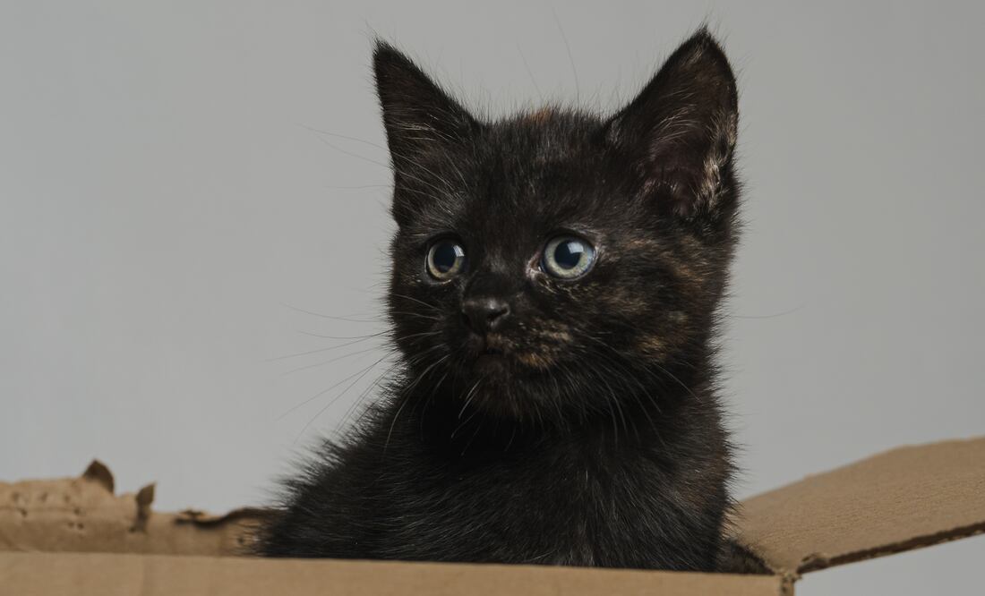 Gato viaja por error más de 800 kilómetros a instalaciones de Amazon en paquete devuelto. Foto iStock / Greg Sheard