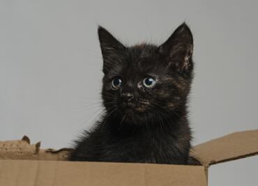 Gato viaja por error más de 800 kilómetros a instalaciones de Amazon en paquete devuelto