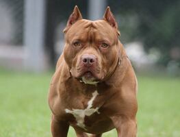 Muere niña en Louisiana tras ser atacada por el pitbull de su vecino