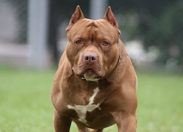 Muere niña en Louisiana tras ser atacada por el pitbull de su vecino